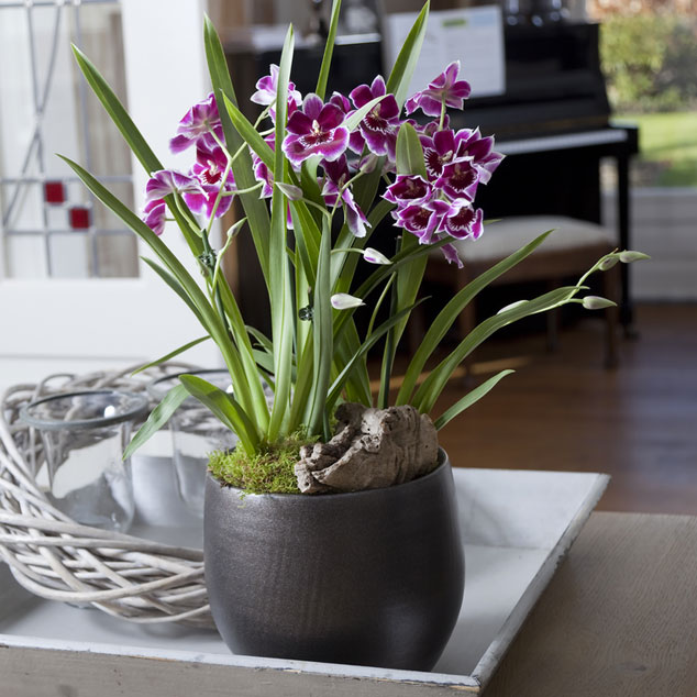 Plantes d'interieur à fleurs